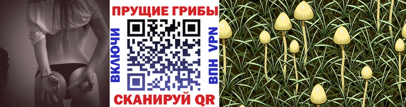 где продают наркотики  Отрадный  Псилоцибиновые грибы мицелий 
